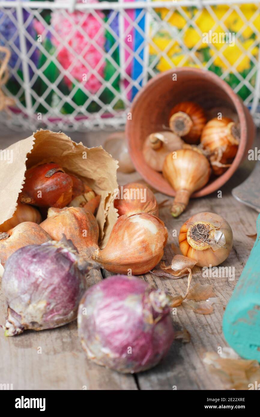 Bulbes d'automne. Bulbes à floraison printanière sur banc de rempotage, y compris les bulbes de jacinthe, de tulipe et de narcisse en automne. ROYAUME-UNI Banque D'Images