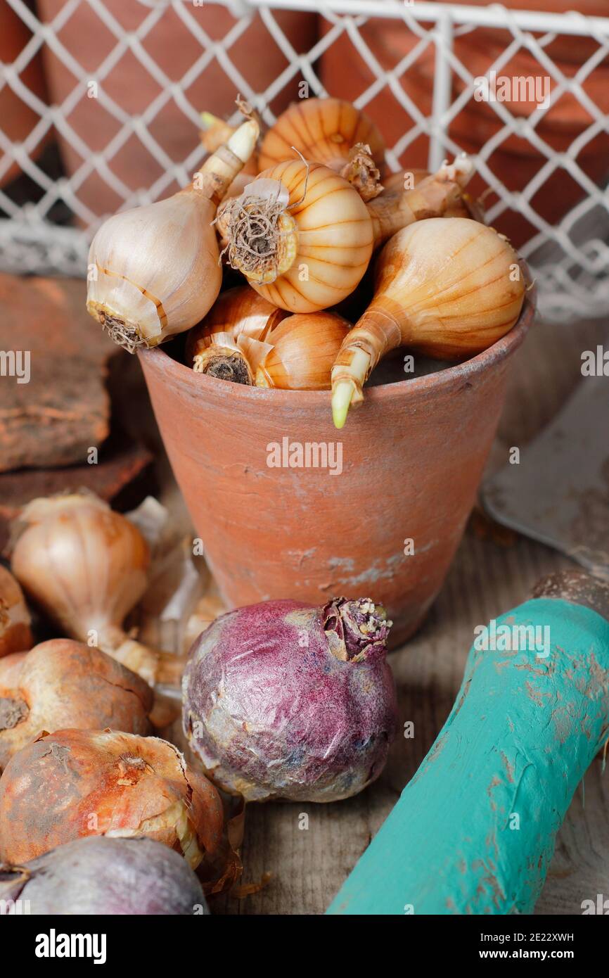 Bulbes d'automne. Bulbes à floraison printanière sur banc de rempotage, y compris les bulbes de jacinthe, de tulipe et de narcisse en automne. ROYAUME-UNI Banque D'Images