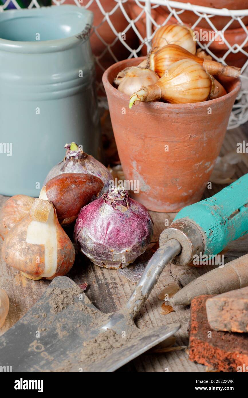 Bulbes d'automne. Bulbes à floraison printanière sur banc de rempotage, y compris les bulbes de jacinthe, de tulipe et de narcisse en automne. ROYAUME-UNI Banque D'Images
