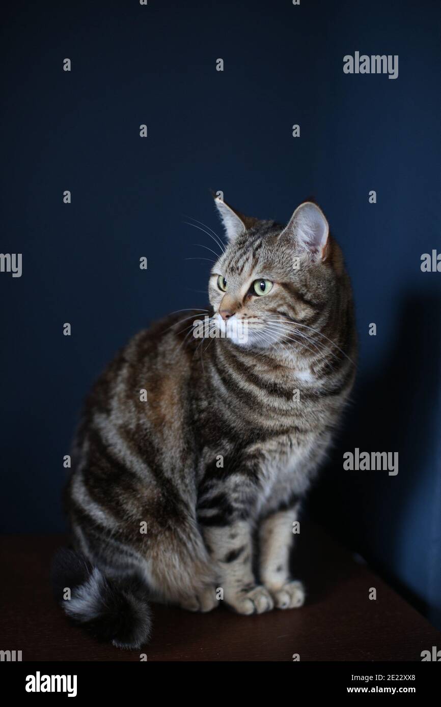 Un chat tabby marron et noir rayé assis sur un table simple en bois sur fond bleu foncé Banque D'Images