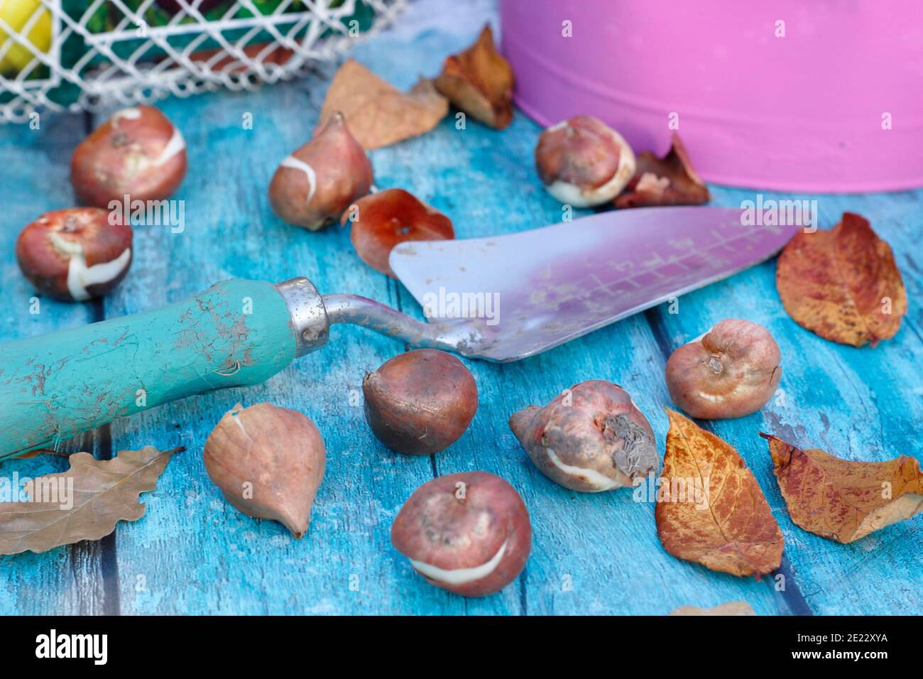 Bulbes d'automne. Se préparer à planter des bulbes de tulipes Tulipa à fleurs printanières White Flag avec une truelle en automne. ROYAUME-UNI. Banque D'Images