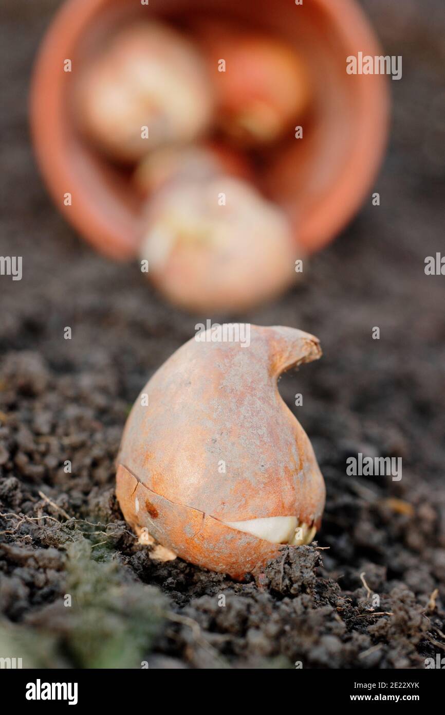 Plantation de bulbes de tulipes à fleurs printanières dans un jardin en automne. Royaume-Uni Tulipa 'White Flag'. Banque D'Images