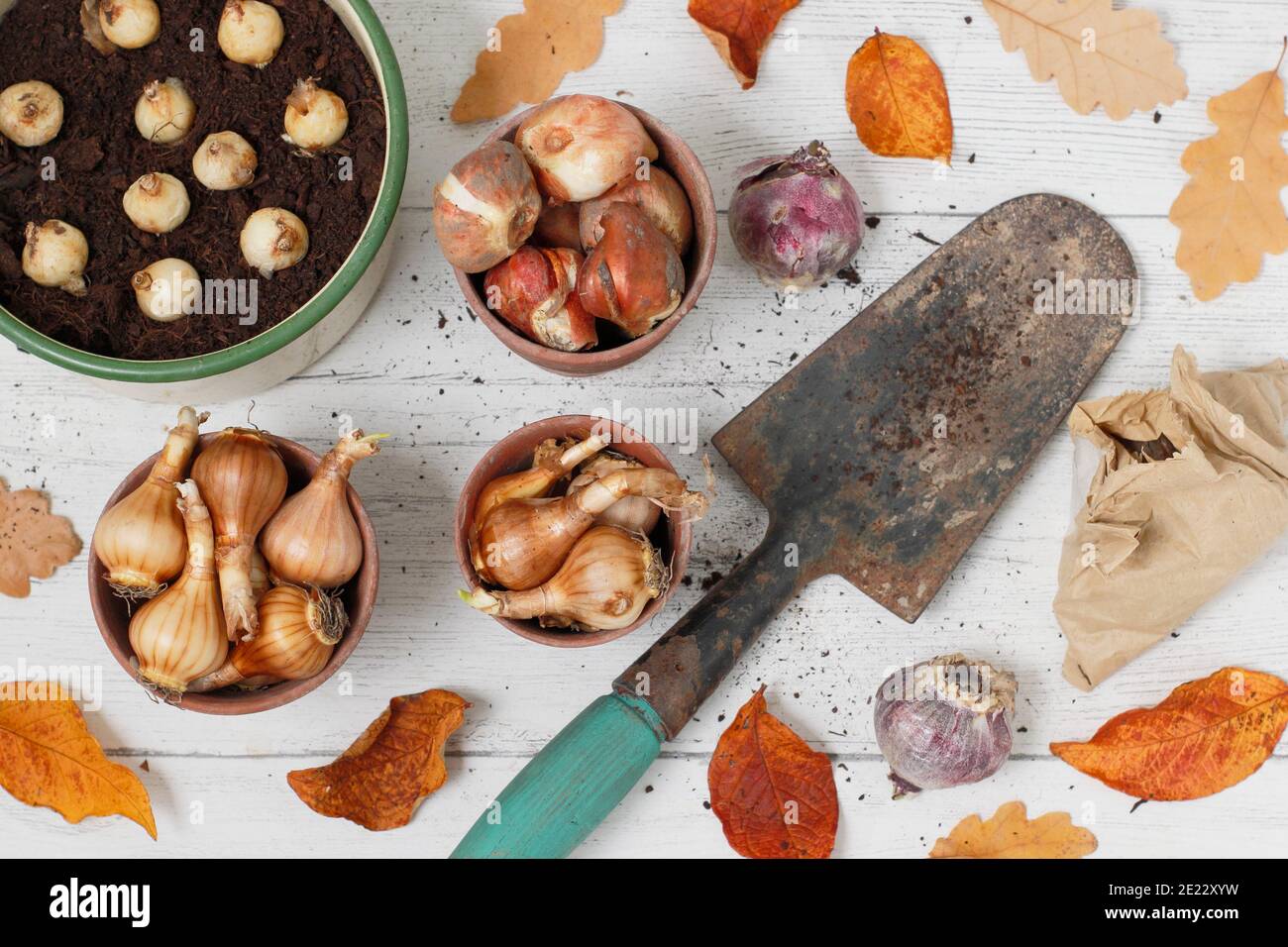 Bulbes à fleurs de printemps mixtes. Tulipes, jacinthe, narcisse et muscari (jacinthe de raisin) bulbes avec truelle en automne. ROYAUME-UNI Banque D'Images