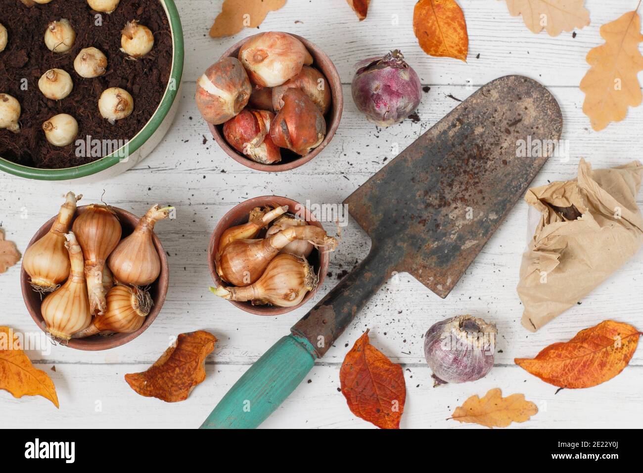 Bulbes à fleurs de printemps mixtes. Tulipes, jacinthe, narcisse et muscari (jacinthe de raisin) bulbes avec truelle en automne. ROYAUME-UNI Banque D'Images