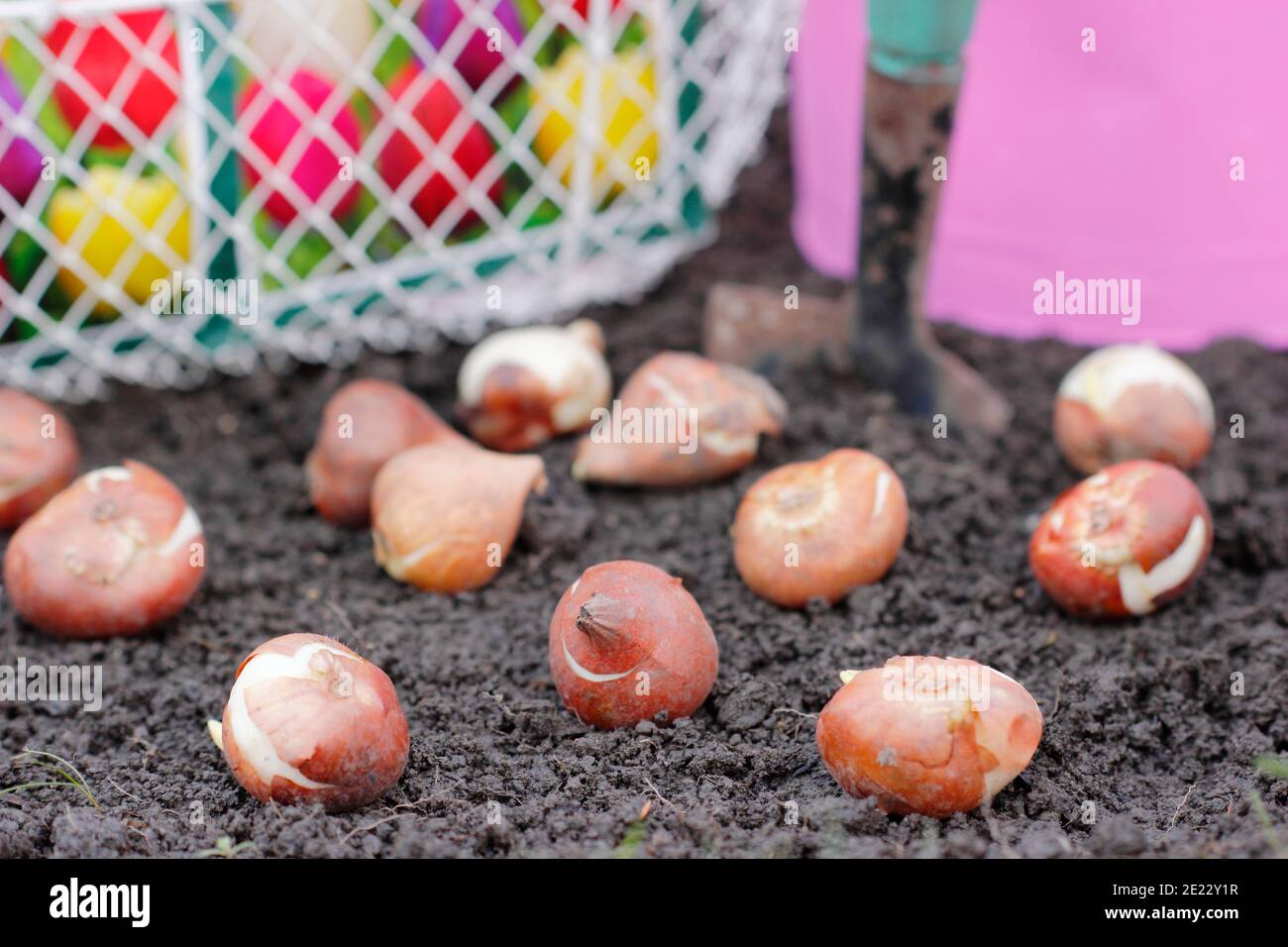 Plantation de bulbes de tulipes avec une truelle dans un jardin en automne. Tulipa 'drapeau blanc'. Banque D'Images