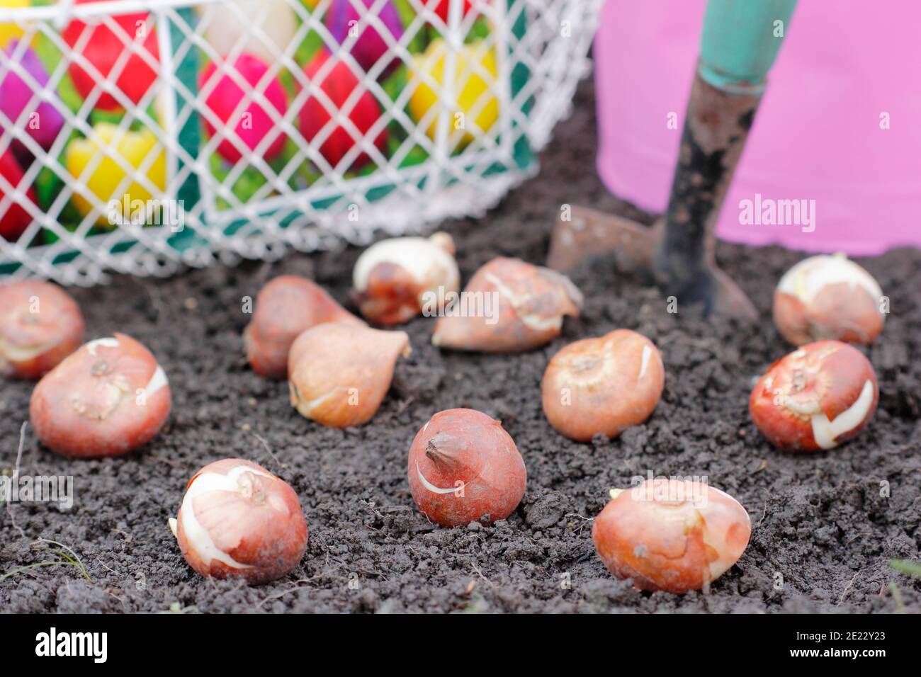 Plantation de bulbes de tulipes avec une truelle dans un jardin en automne. Tulipa 'drapeau blanc'. Banque D'Images