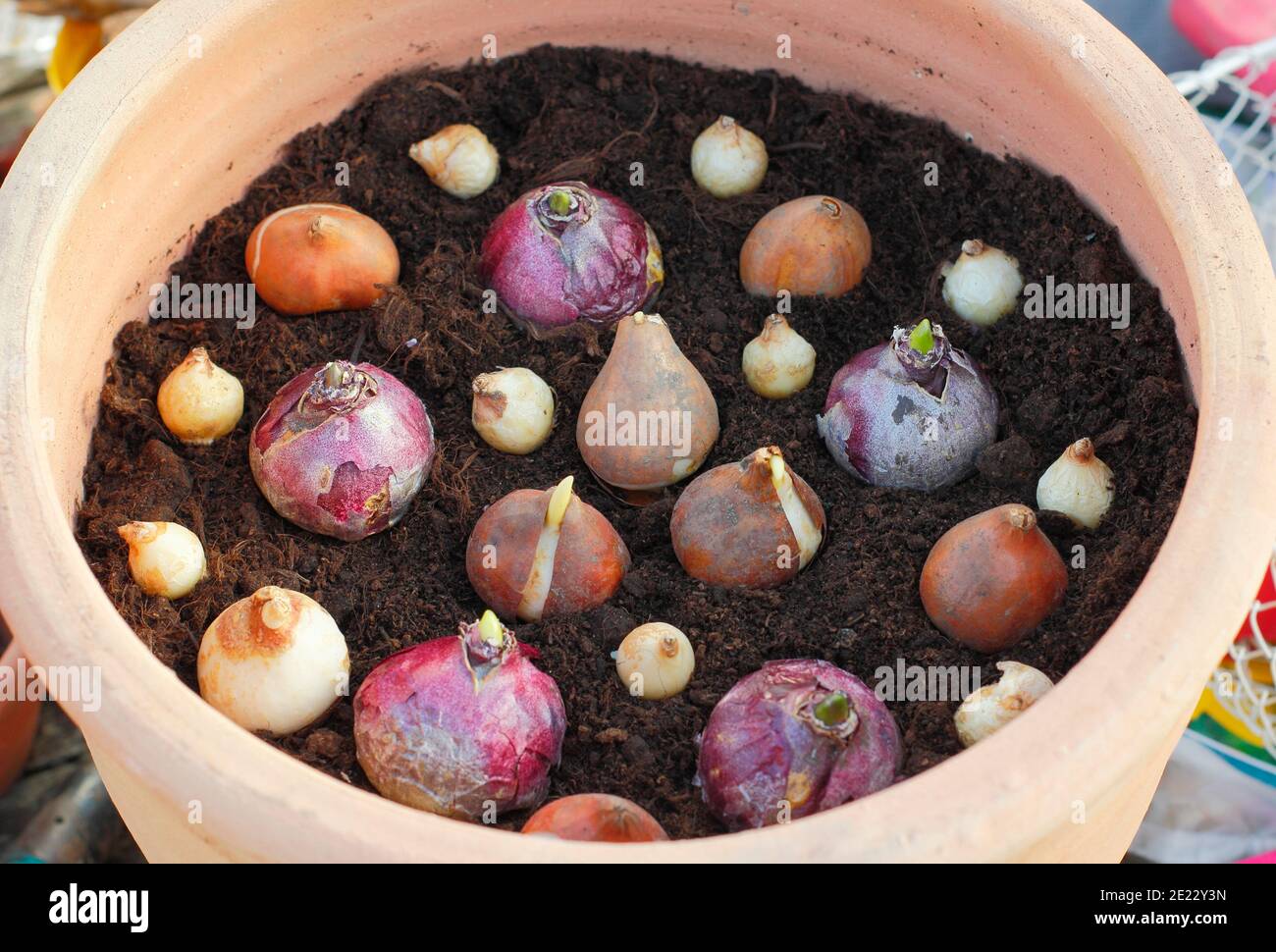 Pot de bulbes d'automne. Planter des bulbes dans un récipient en automne. Tulipe à floraison printanière, jacinthe et bulbes de muscari dans un pot avant de les recouvrir de terre. ROYAUME-UNI Banque D'Images