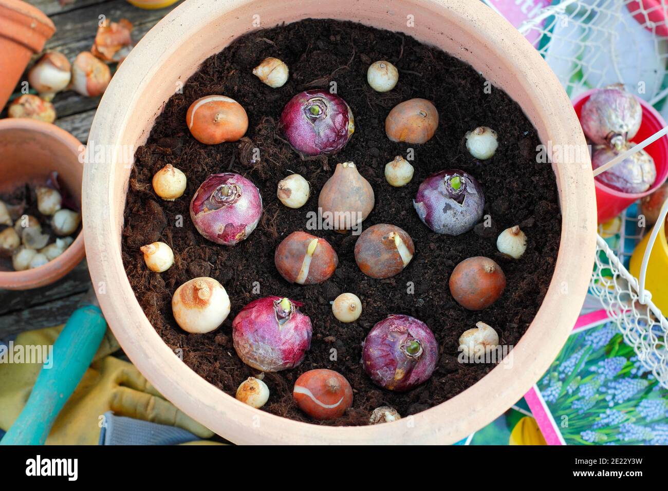 Plantation de bulbes dans un récipient en automne. Bulbes de tulipe, de jacinthe et de muscari fleuris dans un pot avant de recouvrir de terre. ROYAUME-UNI Banque D'Images