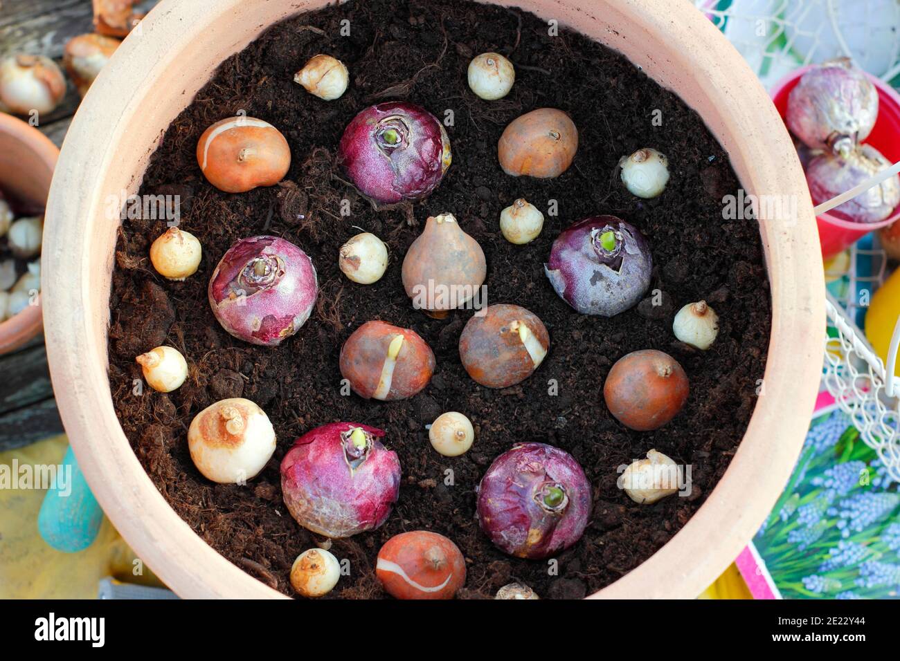Plantation de bulbes dans un récipient en automne. Bulbes de tulipe, de jacinthe et de muscari fleuris dans un pot avant de recouvrir de terre. ROYAUME-UNI Banque D'Images