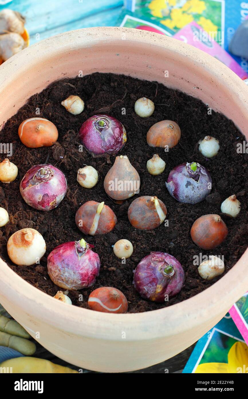 Pot de bulbes d'automne. Planter des bulbes dans un récipient en automne. Tulipe à floraison printanière, jacinthe et bulbes de muscari dans un pot avant de les recouvrir de terre. ROYAUME-UNI Banque D'Images