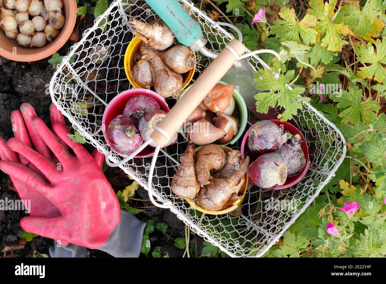 Plantation de bulbes en automne. Préparation pour planter des bulbes de jacinthe à fleurs printanières, de jonquilles, de tulipe et de muscari (jacinthe de raisin) dans un jardin. ROYAUME-UNI Banque D'Images