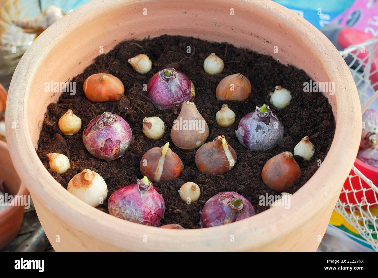 Plantation de bulbes dans un récipient en automne. Bulbes de tulipe, de jacinthe et de muscari fleuris dans un pot avant de recouvrir de terre. ROYAUME-UNI Banque D'Images