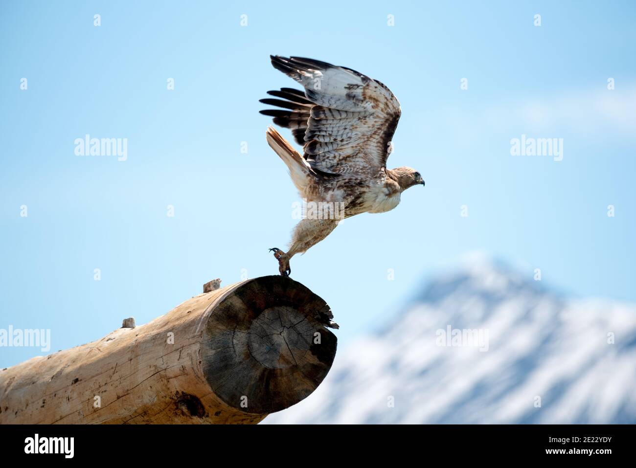 Faucon à queue rouge (Buteo jamaicensis), en vol, Zumwalt Prairie, Oregon. Banque D'Images