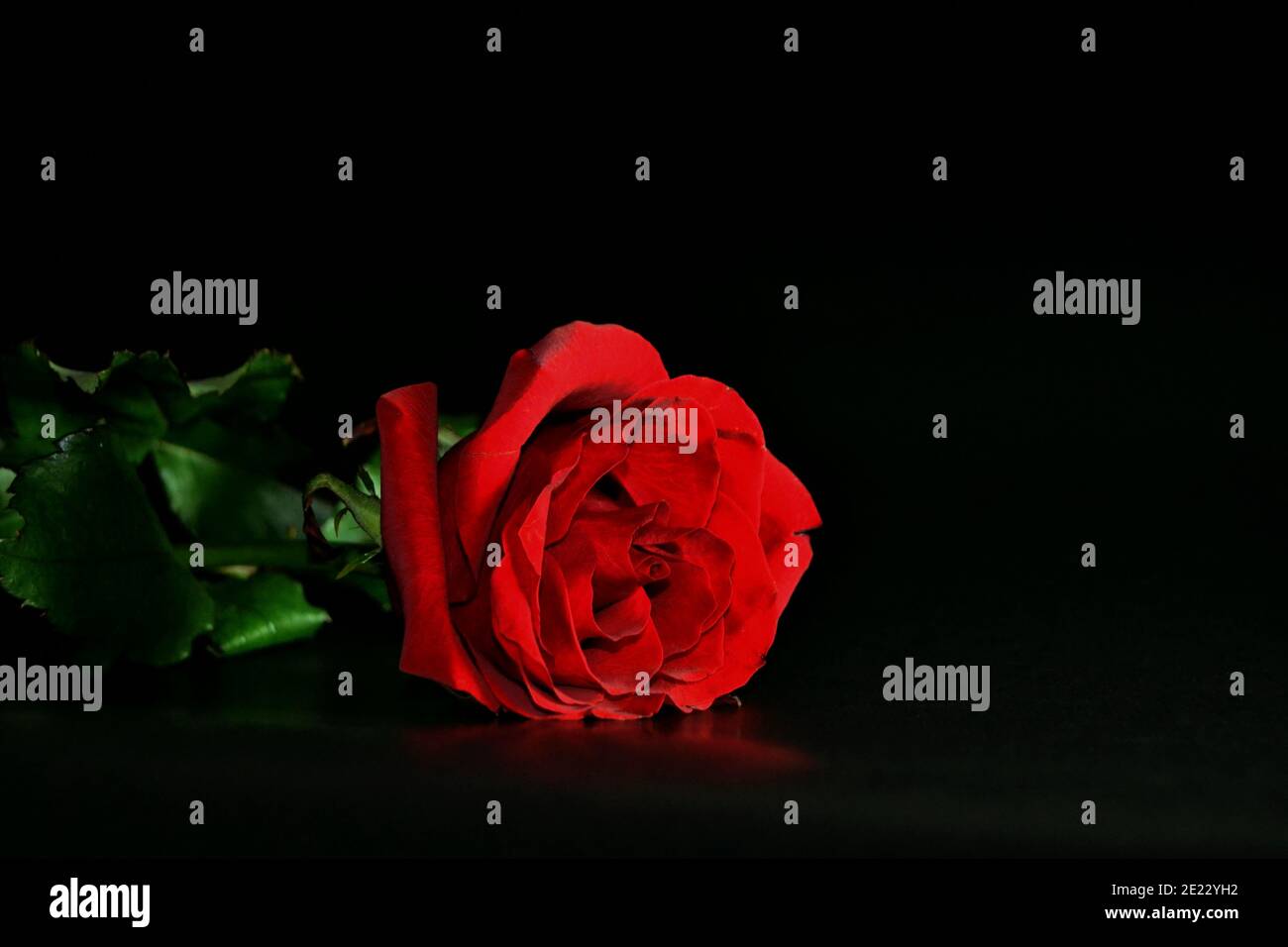 La photo studio d'une rose rouge sur fond noir. Saint Valentin Banque D'Images