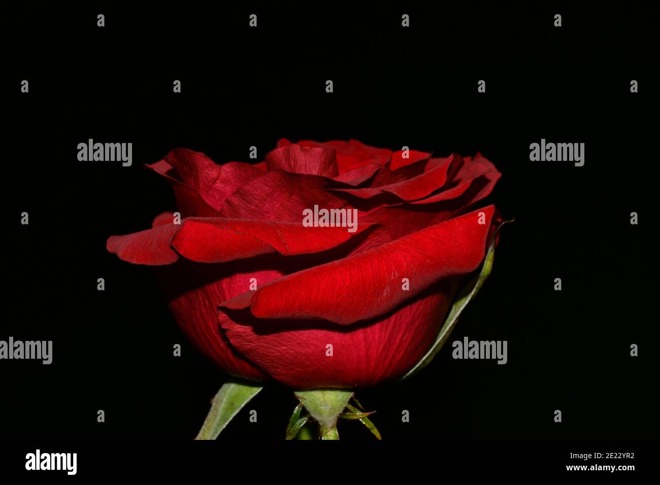 La photo studio d'une rose rouge sur fond noir. Saint Valentin Banque D'Images