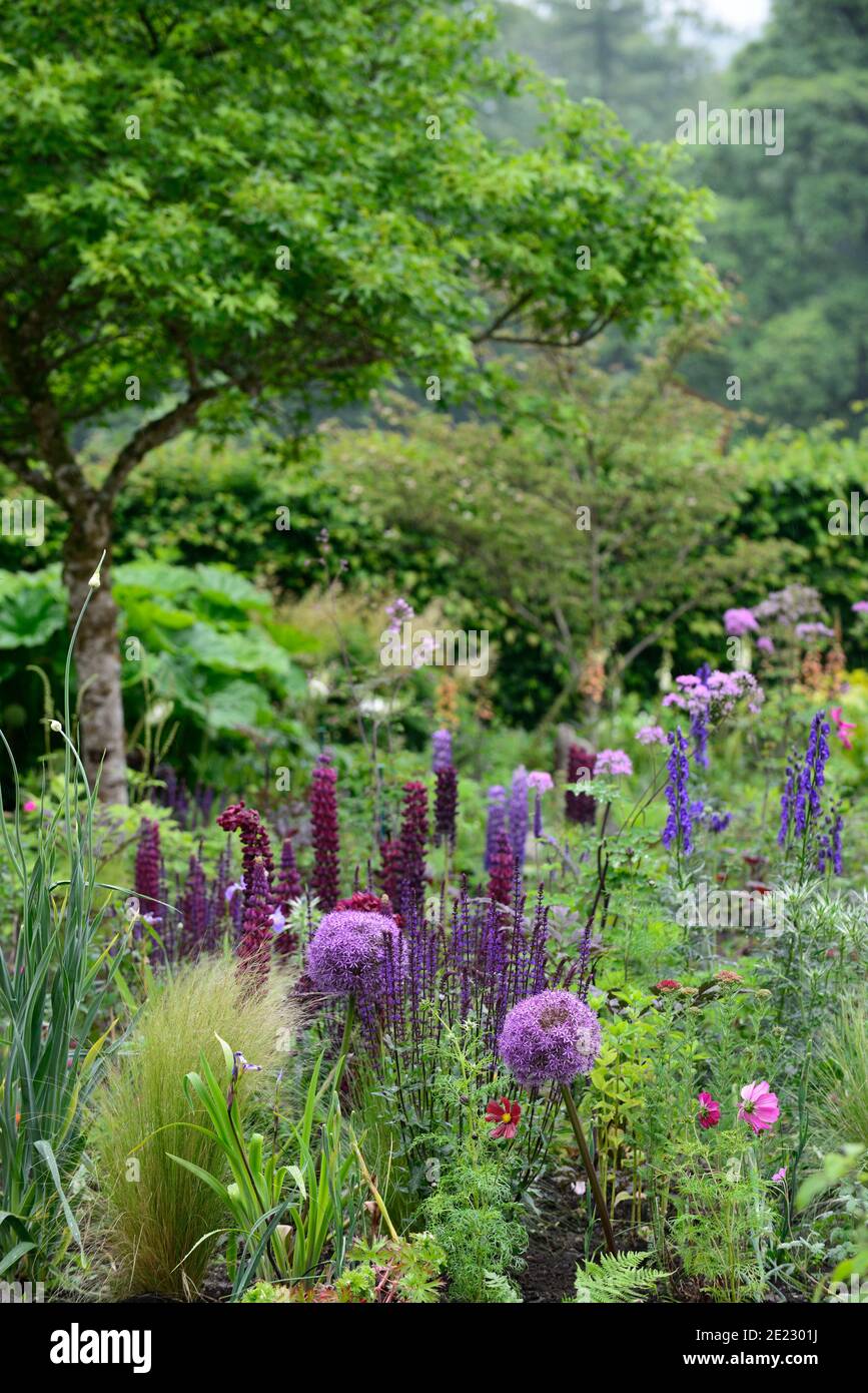 thalictrum bas noirs,lupin chef-d'œuvre,salvia indigo spires,aconitum,eryngium,thalictrum,cosmos,allium globemaster,fleurs bleues et violettes,bleu Banque D'Images