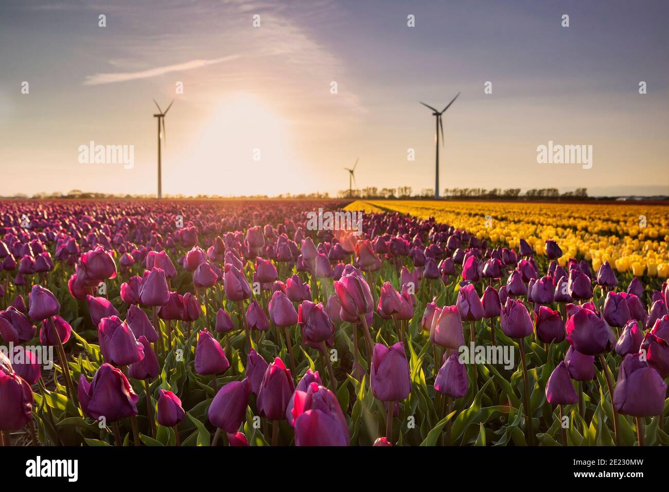 Champs de tulipes violet et jaune et éoliennes, Hollande Banque D'Images