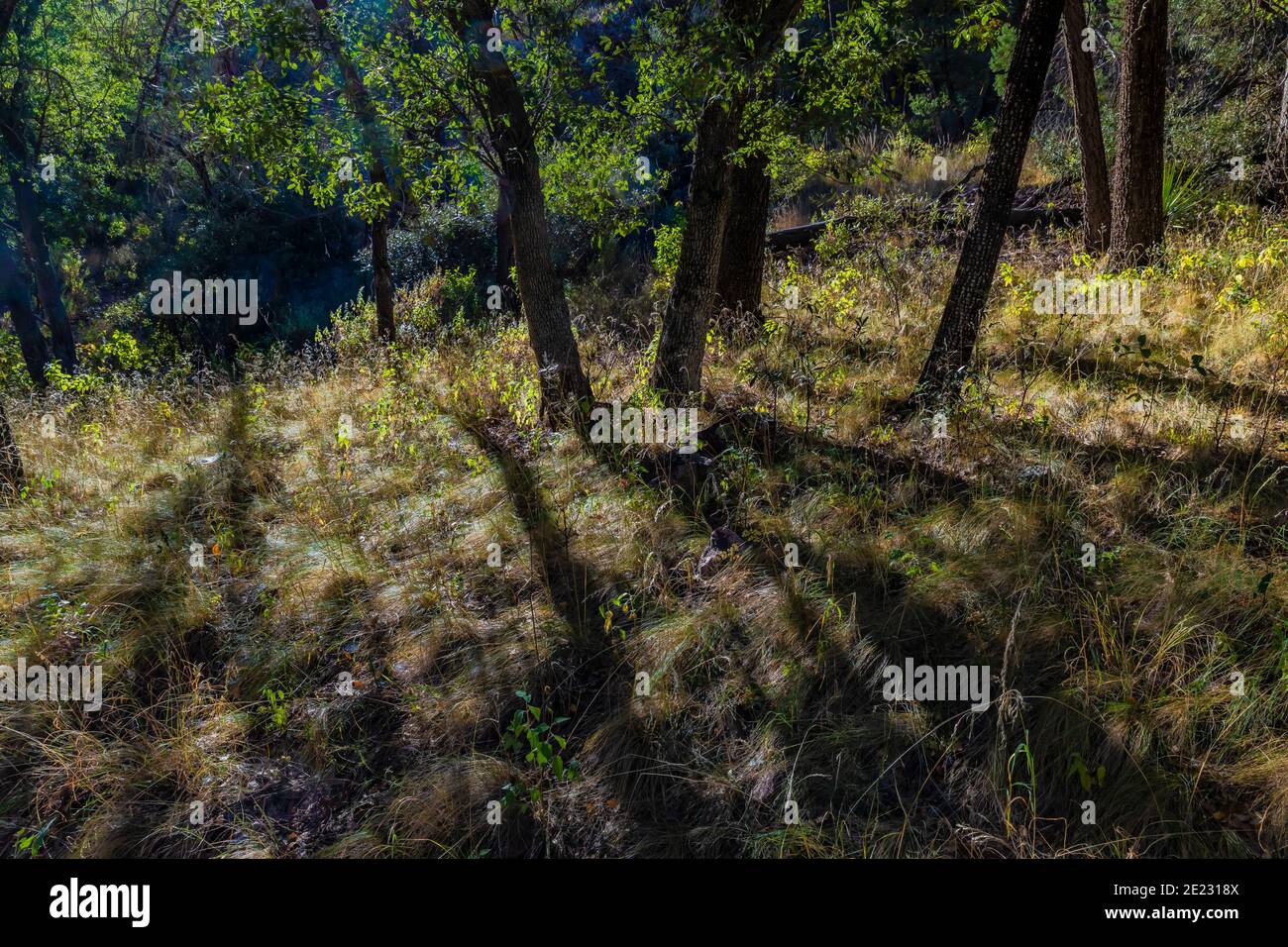 Chênes et ombres le long de Cave Creek Road dans les montagnes Chiricahua, forêt nationale de Coronado, Arizona, États-Unis Banque D'Images