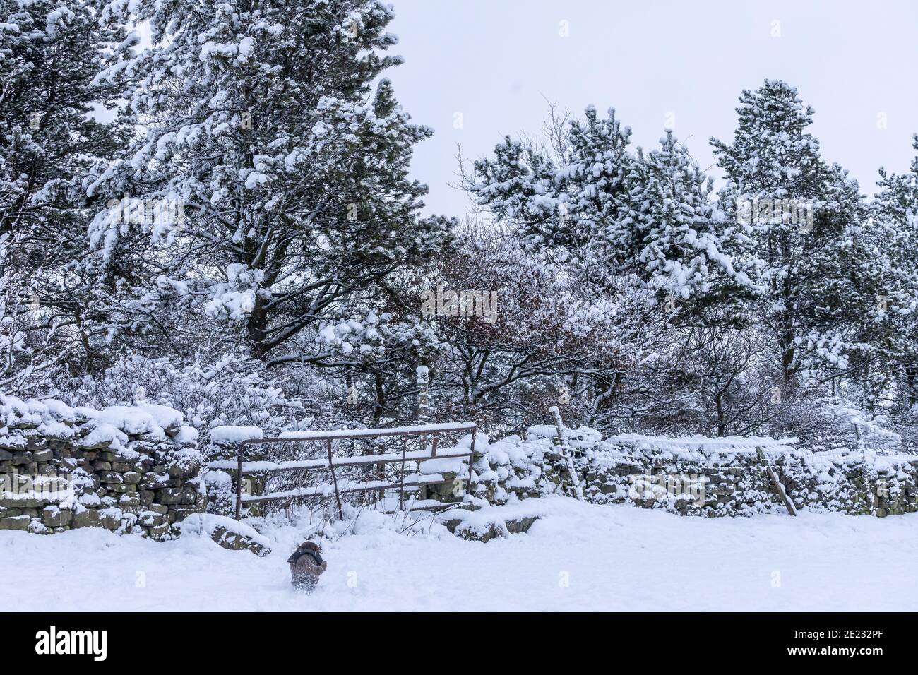 Paysage d'hiver de campagne Banque de photographies et d'images à haute  résolution - Alamy