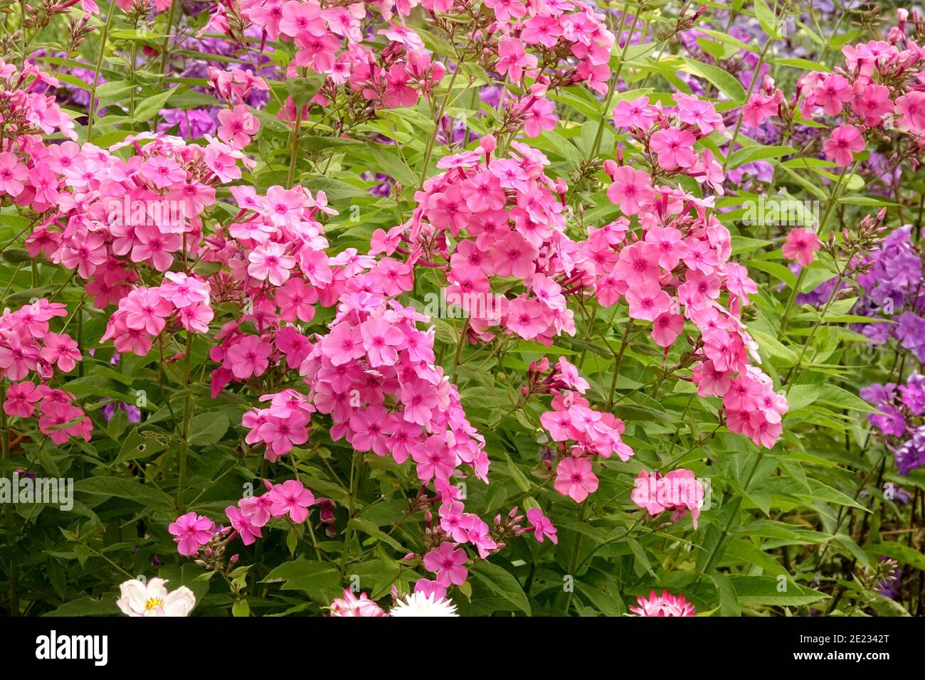 Plantes de jardin de Phlox rose poussant en juin frontière herbacée Banque D'Images
