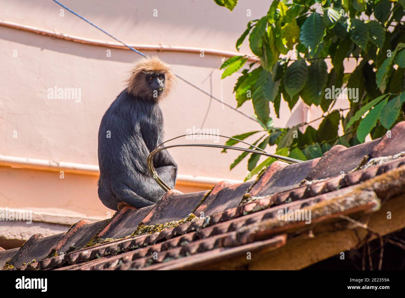 Nilgiri langur (Trachypithecus johnii) sur le toit de la maison résidentielle à Kumily, Kerala, Inde. Banque D'Images