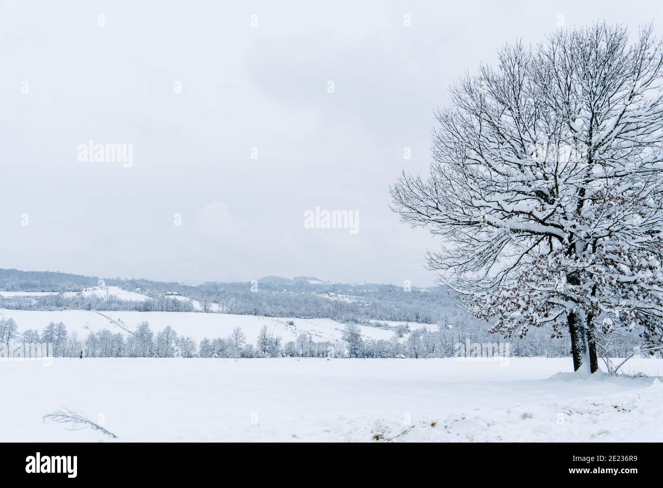 Paysage d'hiver avec arbre couvert de neige sur la route de GUCA, Serbie occidentale Banque D'Images