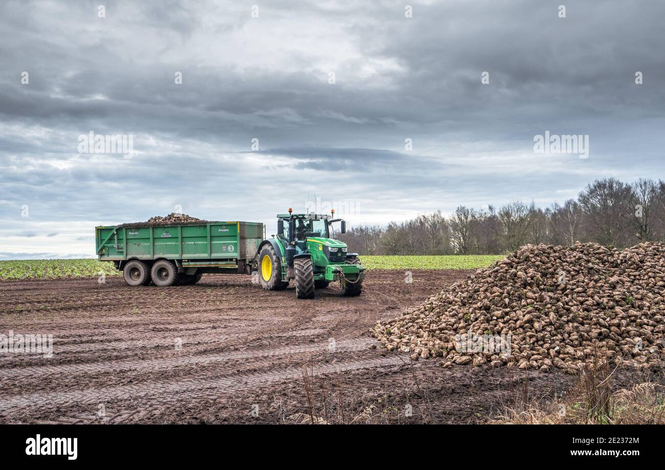 Tracteur équipé d'une grande remorque déchargeant de la betterave à sucre fraîchement récoltée. Banque D'Images