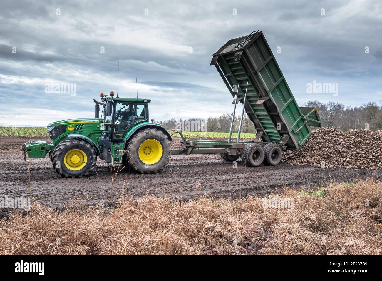 Tracteur équipé d'une grande remorque déchargeant de la betterave à sucre fraîchement récoltée. Banque D'Images