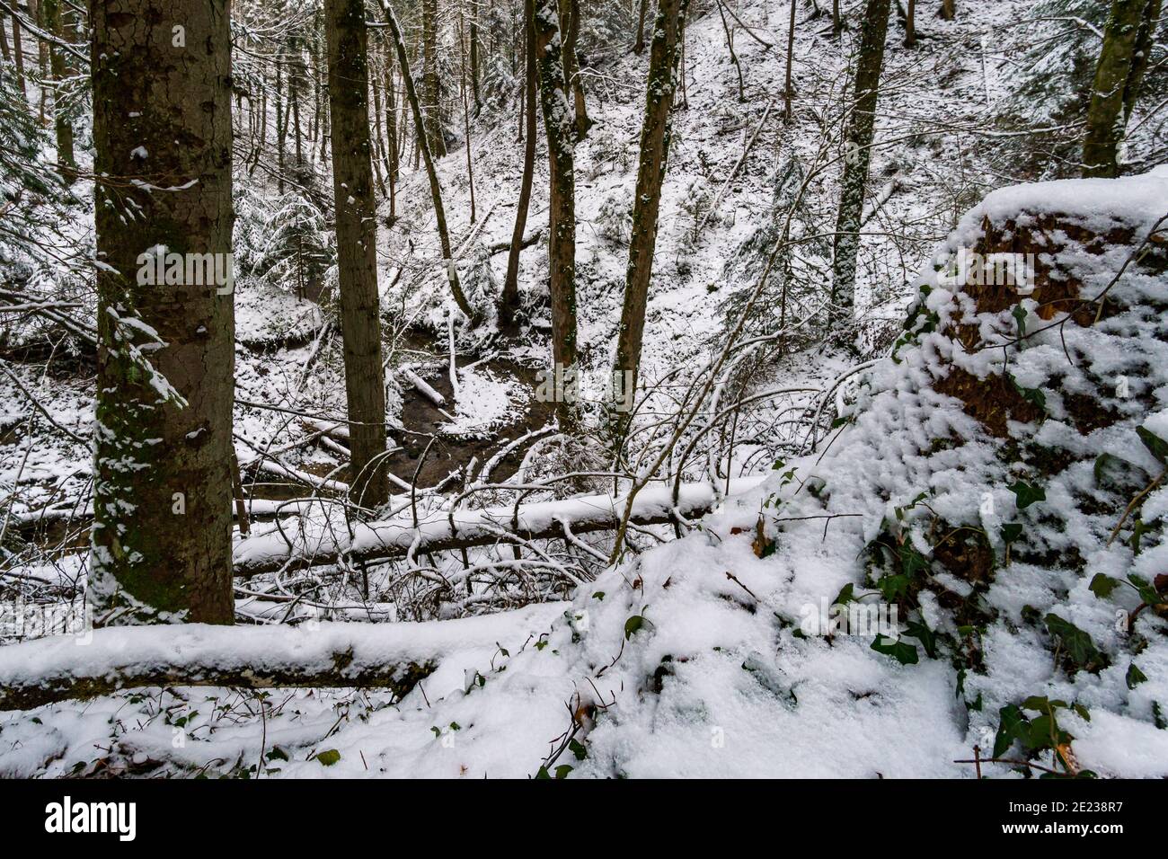 Faites une randonnée dans le ravin couvert de neige à Schmaleg près de Ravensburg Souabe supérieur Banque D'Images