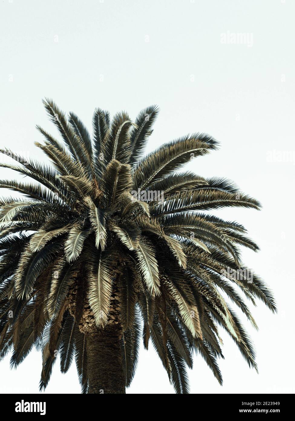 Palm Tree et le ciel Banque D'Images