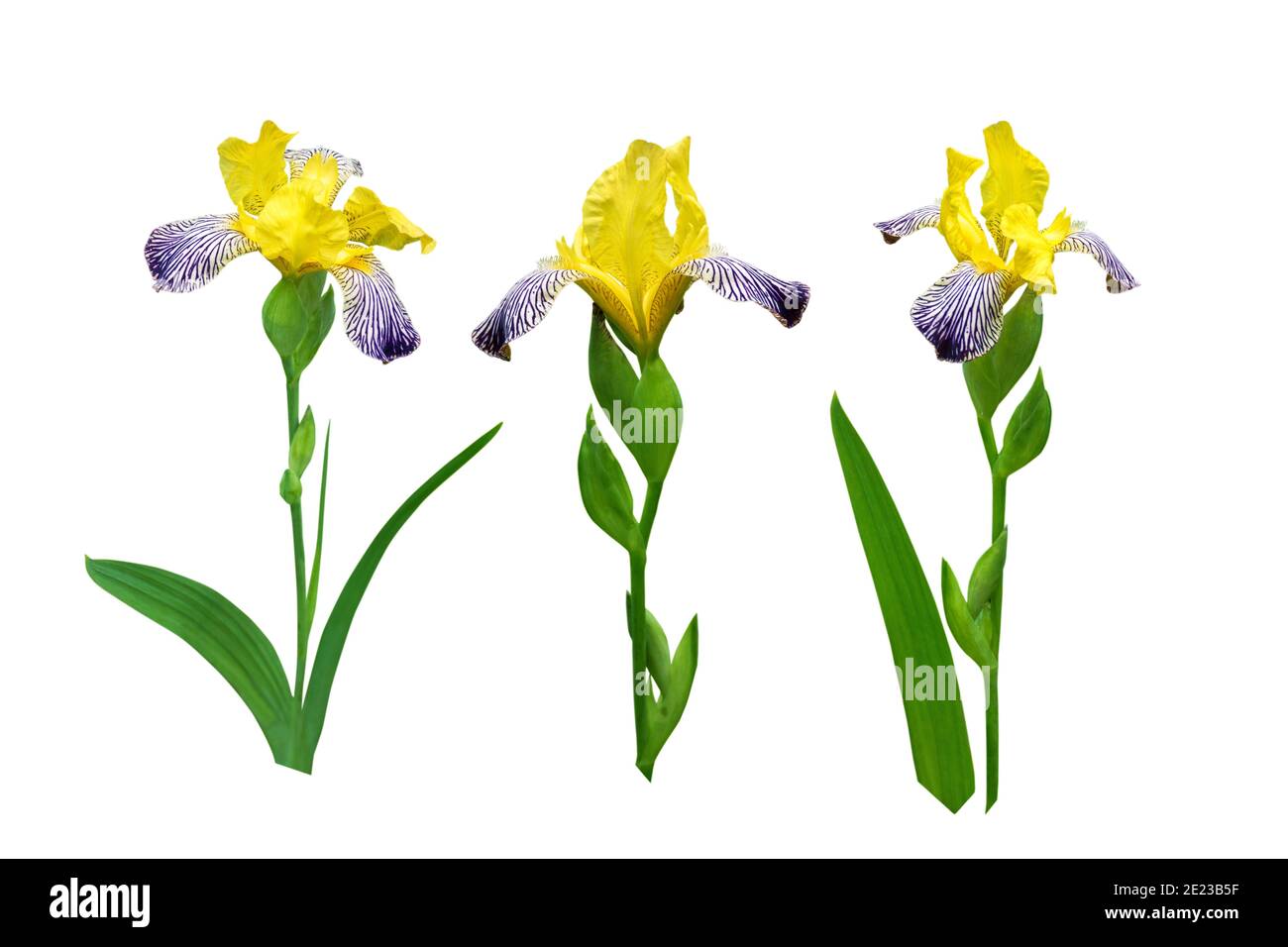 Ensemble de fleurs et de feuilles de iris rayées jaune et violet foncé isolé sur blanc Banque D'Images