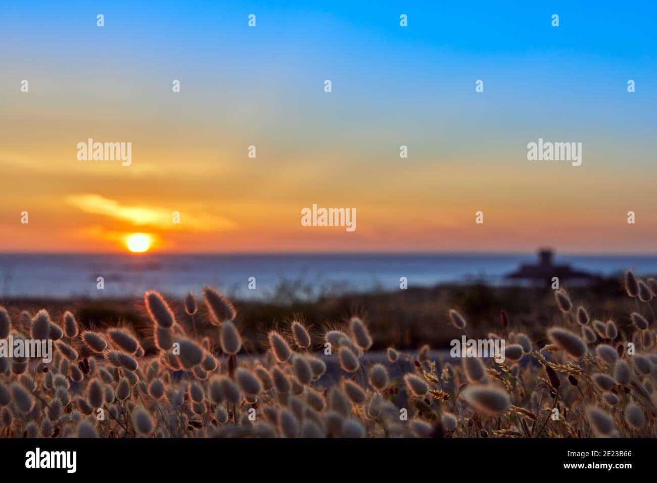 Image du coucher du soleil à la baie de St Ouens avec la tour Rocco hors foyer et des touffes d'herbe au premier plan avec une faible profondeur de champ. Sélectionner la mise au point Banque D'Images