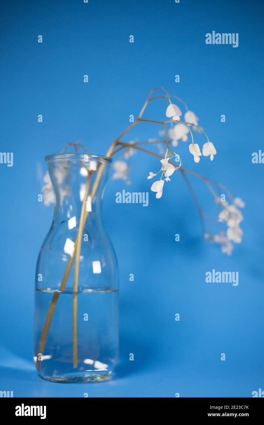 Un vase avec des fleurs de begonia erythrophylla. Banque D'Images