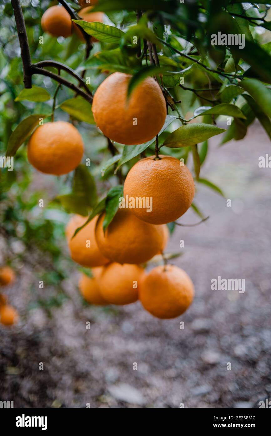 Oranges suspendues à l'arbre lors d'un hiver pluvieux Banque D'Images
