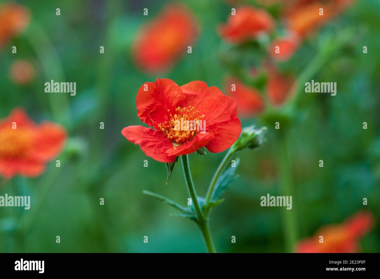 Ecorbeaux écarlate (Geum coccineum) fleurs rouges sur fond vert Banque D'Images