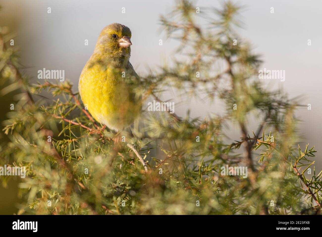 Verdfinch européen Chloris chloris oiseau granivore vert perché dans un arbre Banque D'Images