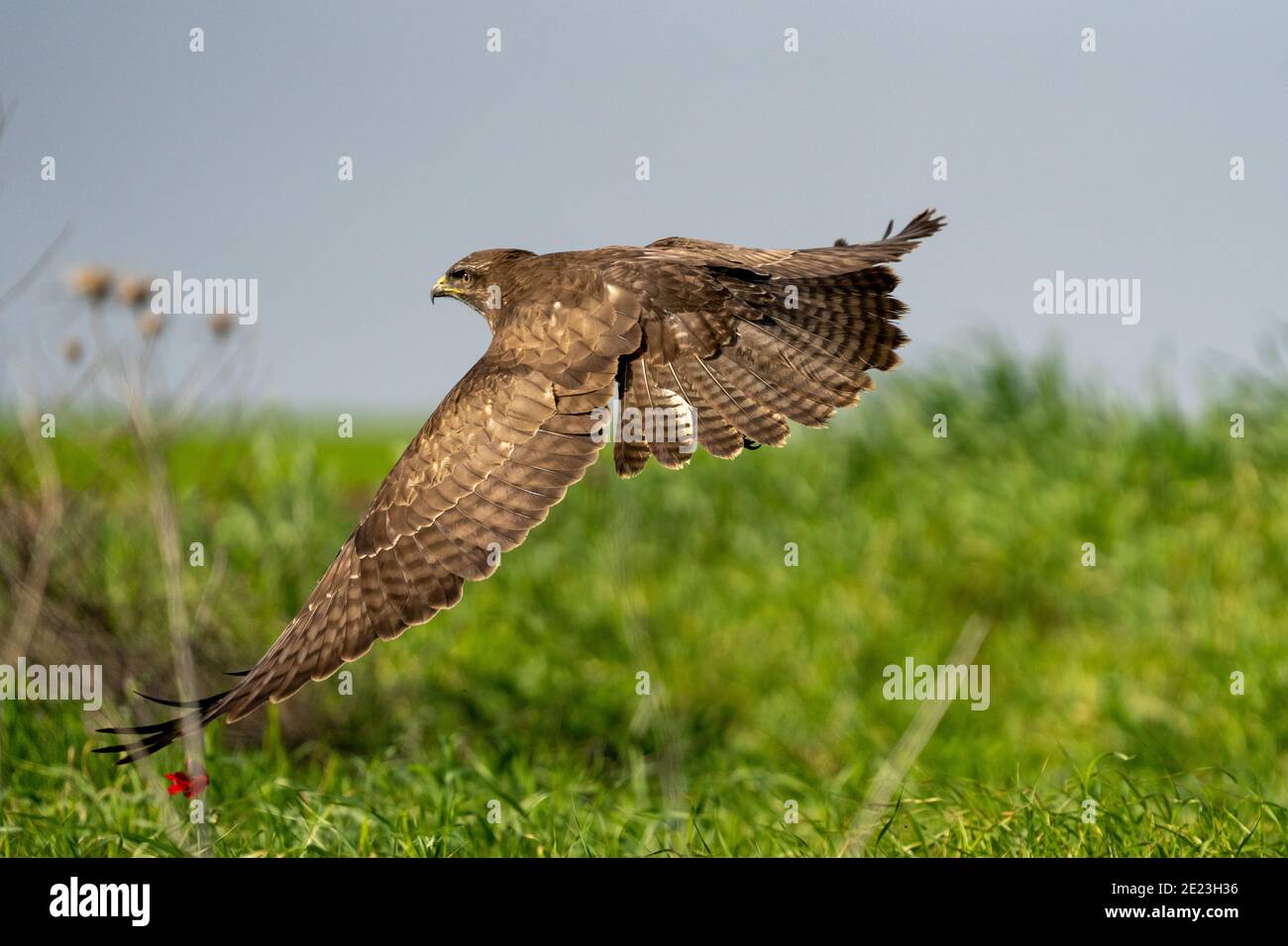 Buse variable (Buteo buteo) Banque D'Images