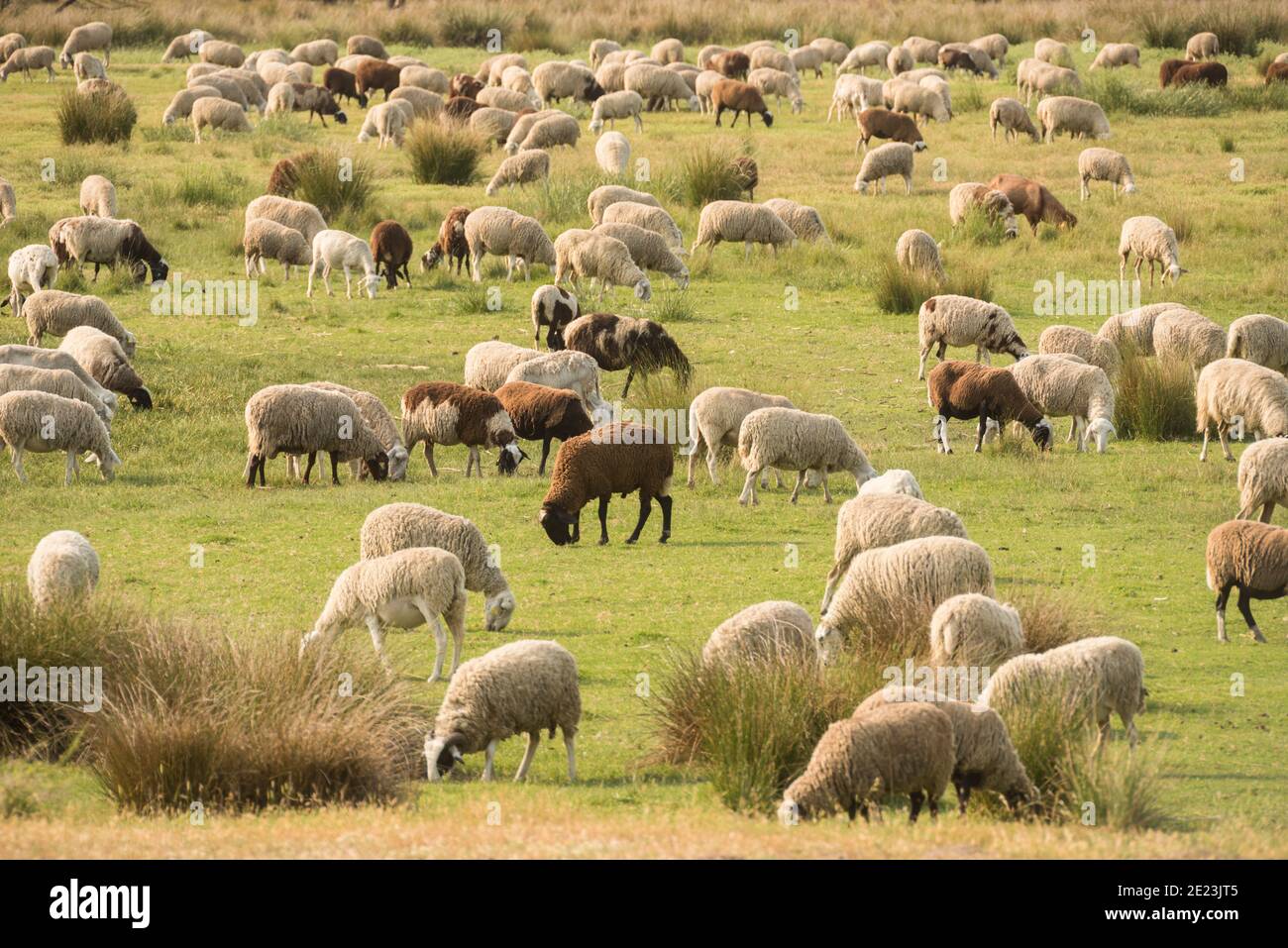 troupeau de moutons noirs et blancs mangeant de l'herbe avec le vert arrière-plan Banque D'Images