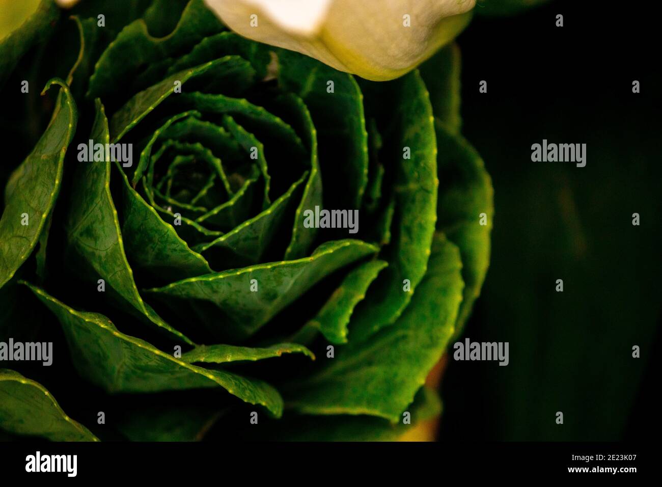 Gros plan sur une magnifique rose verte Banque D'Images