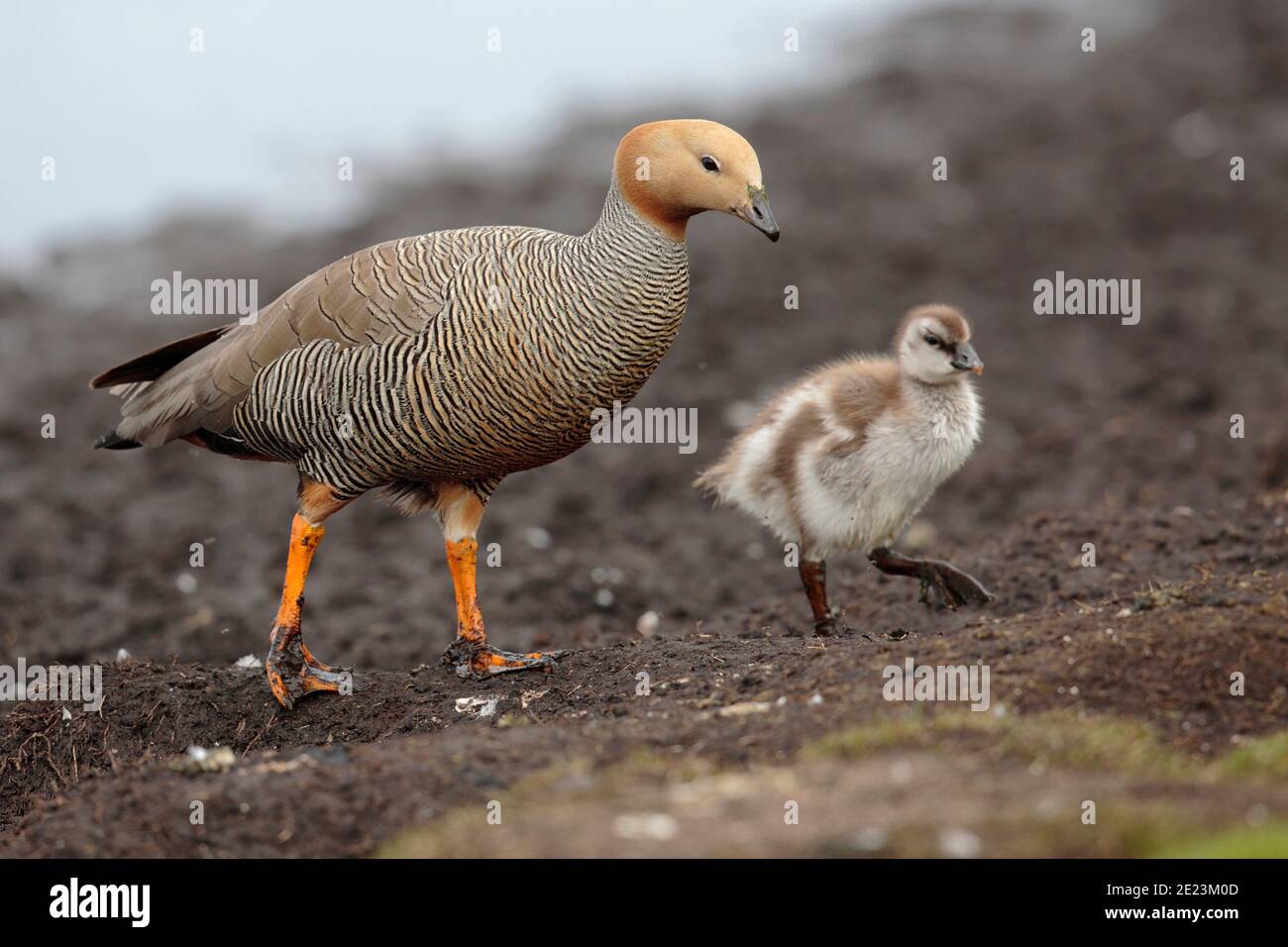 OIE à tête de Ruddy (Chloephaga rubidiceps), adulte avec jeune, West point, îles Falkland 3 décembre 2015 Banque D'Images