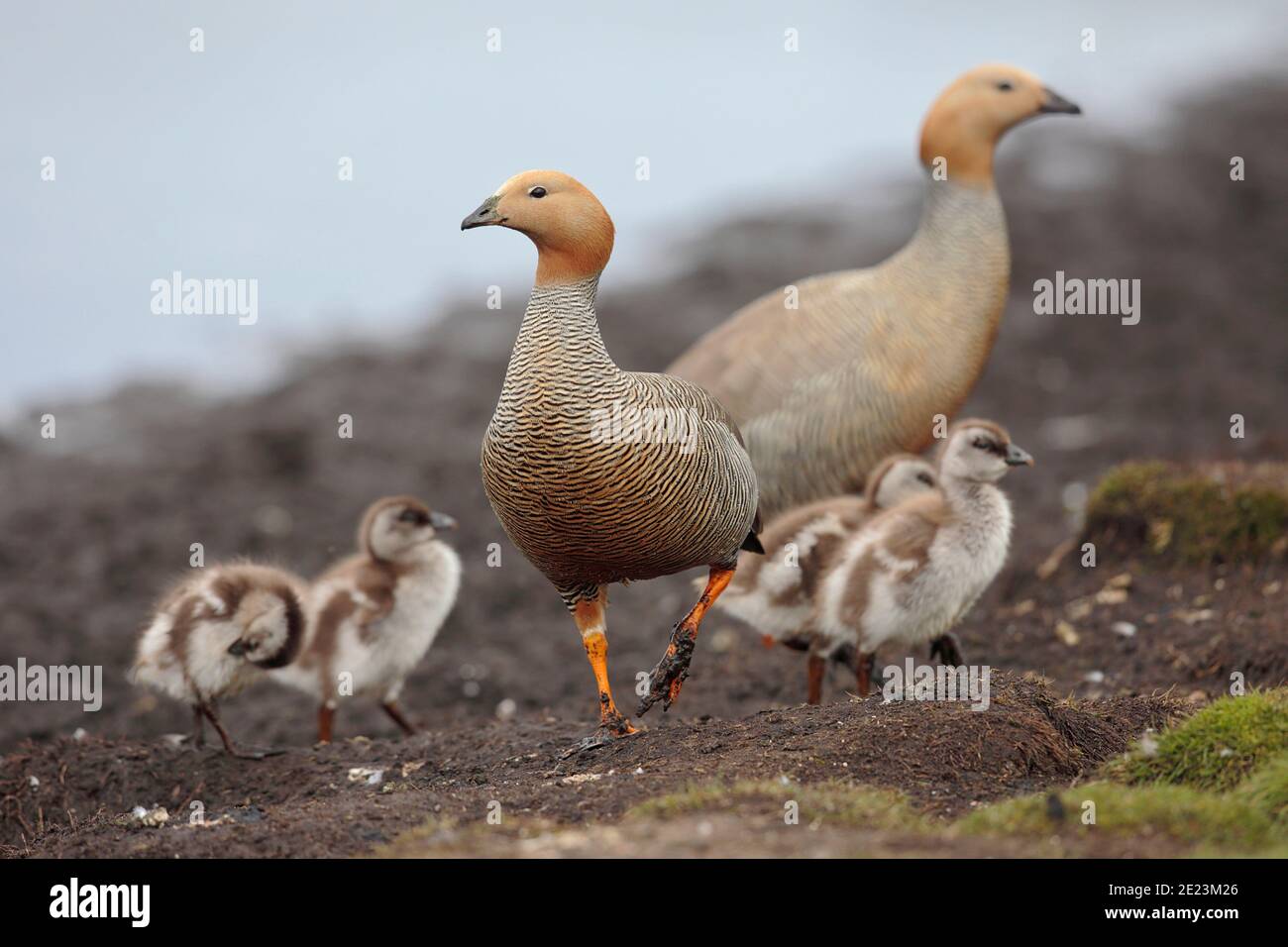 OIE à tête de Ruddy (Chloephaga rubidiceps), adulte avec jeune, West point, îles Falkland 3 décembre 2015 Banque D'Images