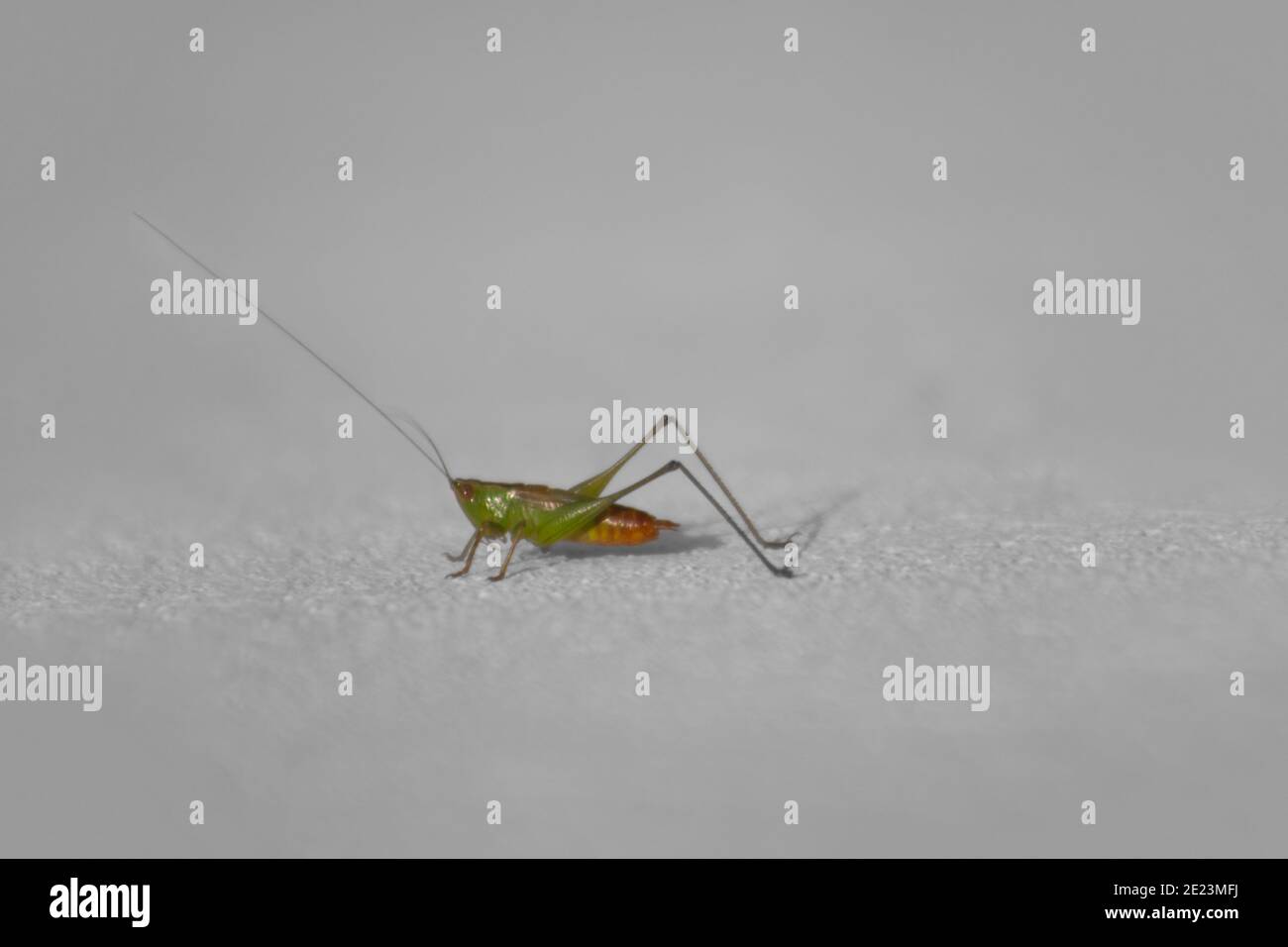 Gros plan sur un petit grand green bush-cricket sur un mur blanc Banque D'Images