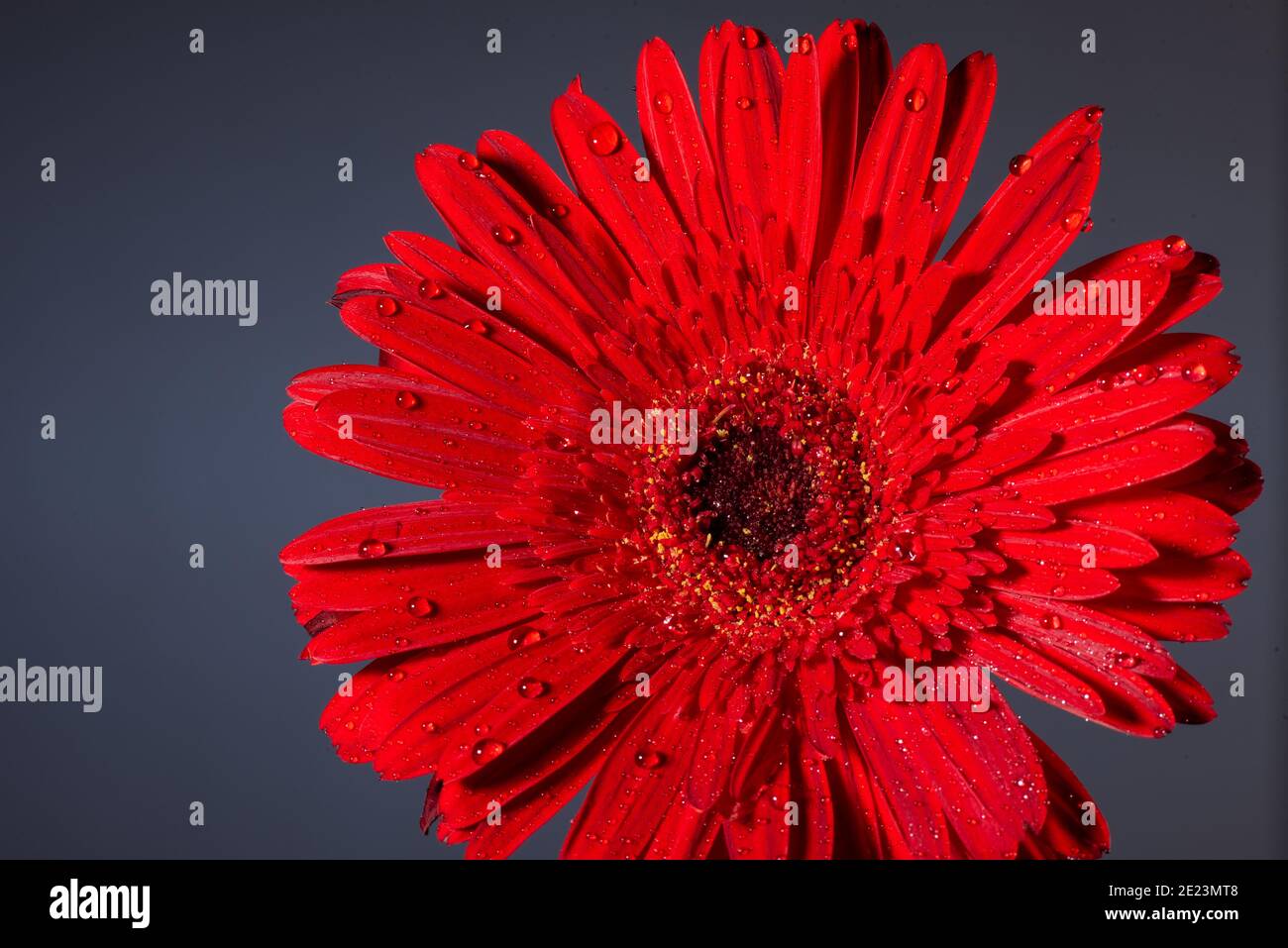 Gros plan d'une fleur d'aster rouge en fleur pulvérisée d'eau. Banque D'Images