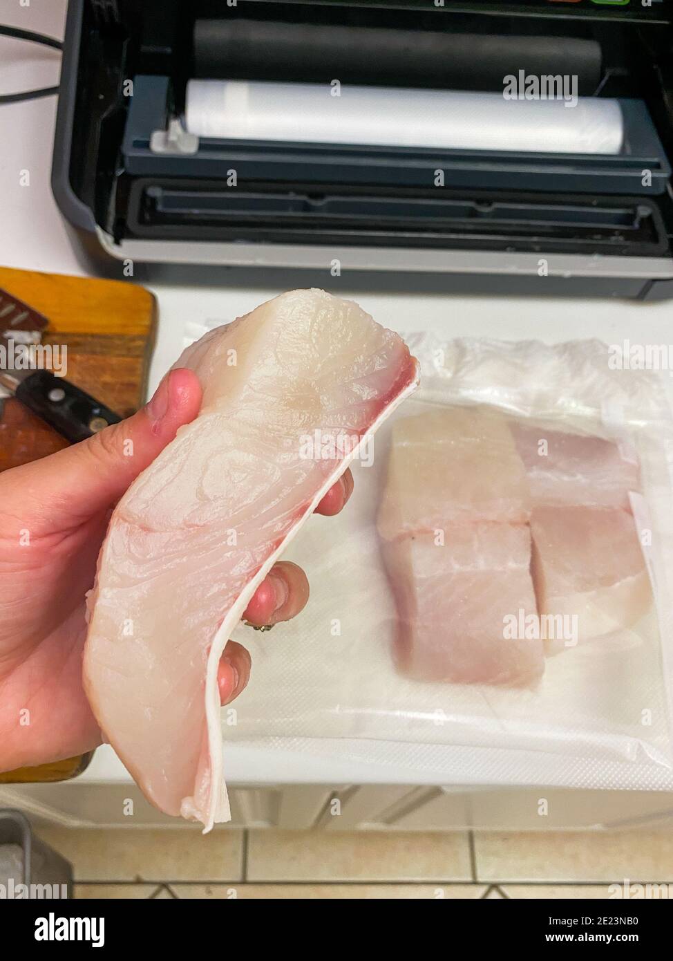 Un filet épais de Lingcod de l'océan Pacifique (poisson blanc) est coupé en portions avant de les emballer dans un vide scelleuse Banque D'Images