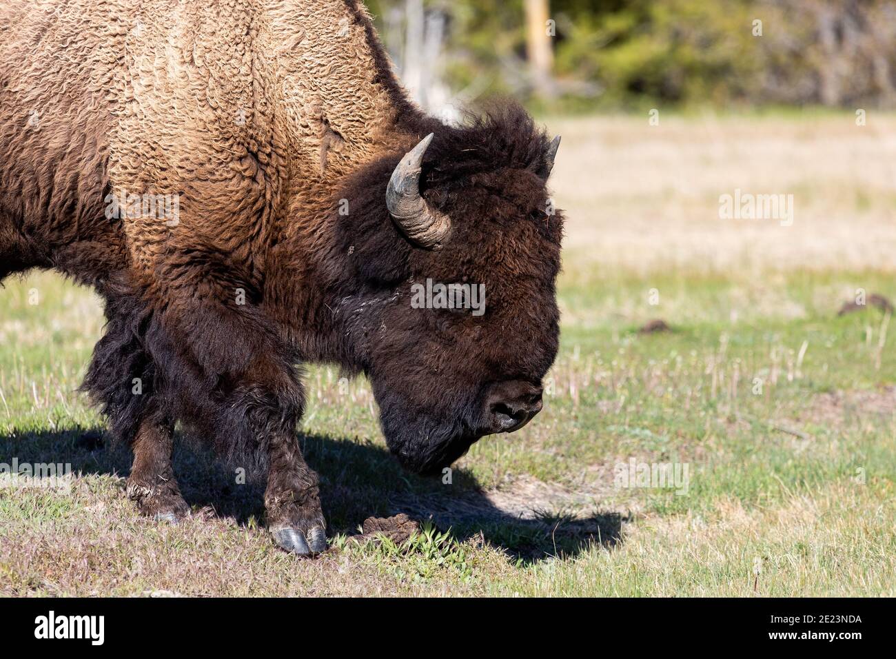 Bison américaine (Buffalo) broutant dans le parc national de Yellowstone, Wyoming Banque D'Images