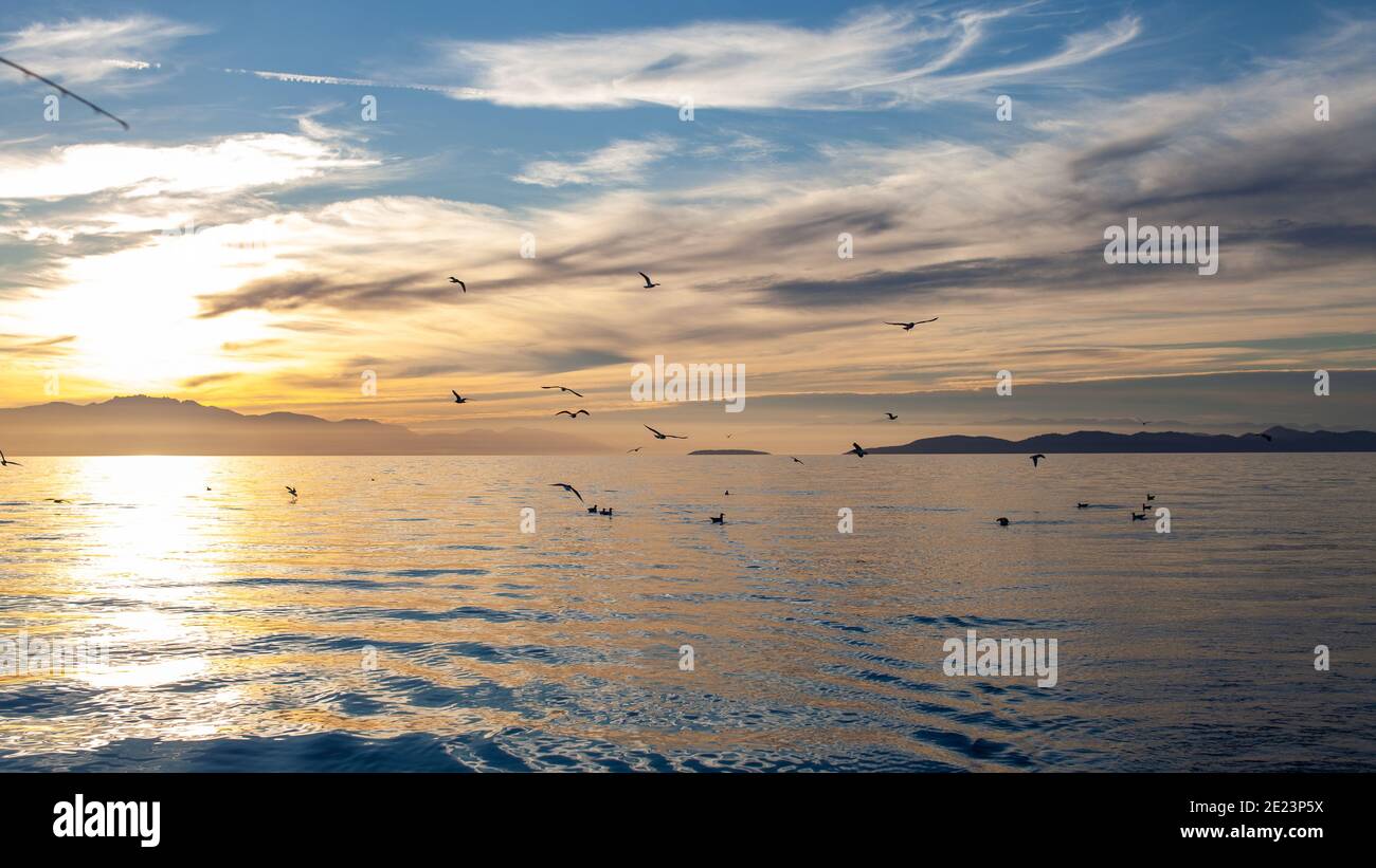Un troupeau de mouettes volant et volant le long de la côte de la Colombie-Britannique, au coucher du soleil Banque D'Images