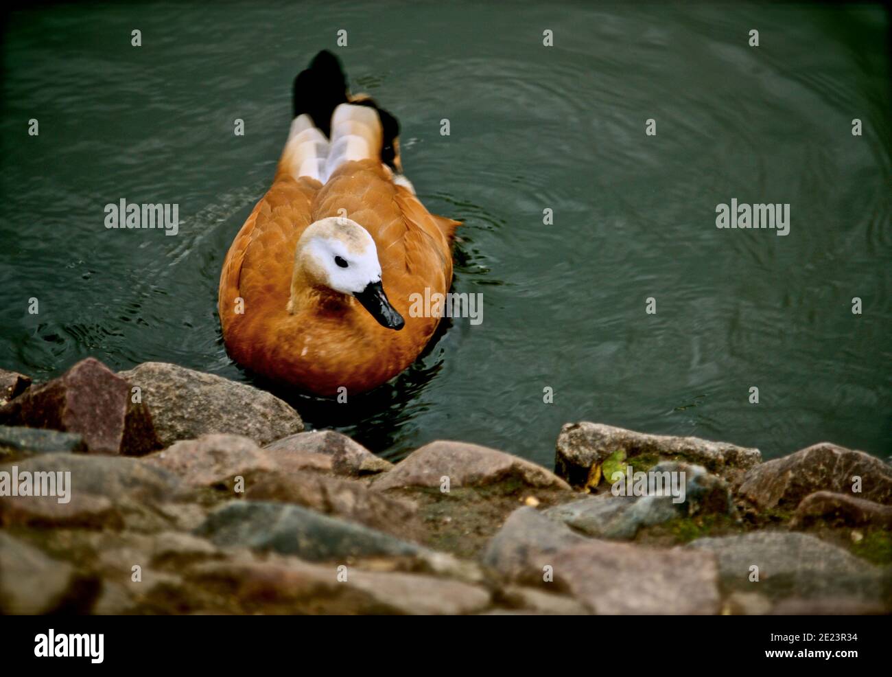 Magnifique canard brun dans un étang près des pierres. Banque D'Images Magnifique canard brun dans un étang près des pierres. Banque D'Images