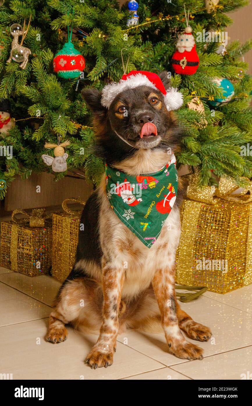 Chien mignon portant chapeau de père Noël et bandanna de Noël assis près de l'arbre de Noël. Banque D'Images