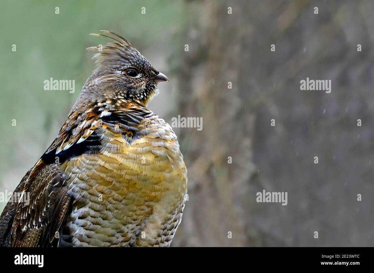Un portrait en gros plan d'un tétras sauvage (Bonasa umbellus); dans la forêt de l'Alberta au Canada Banque D'Images