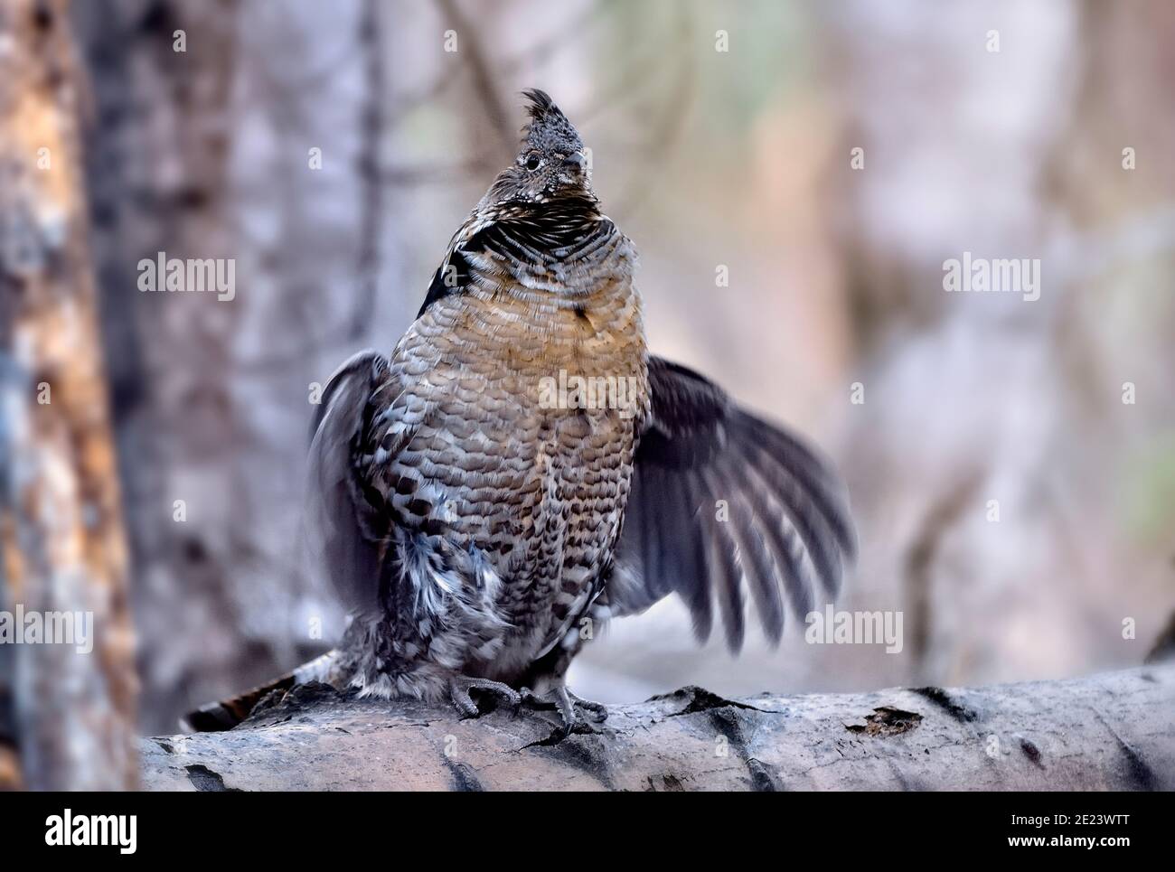 Un mérou sauvage (Bonasa umbellus) drumming pour attirer une femelle sur une bûche déchue dans la forêt de l'Alberta au Canada. Banque D'Images